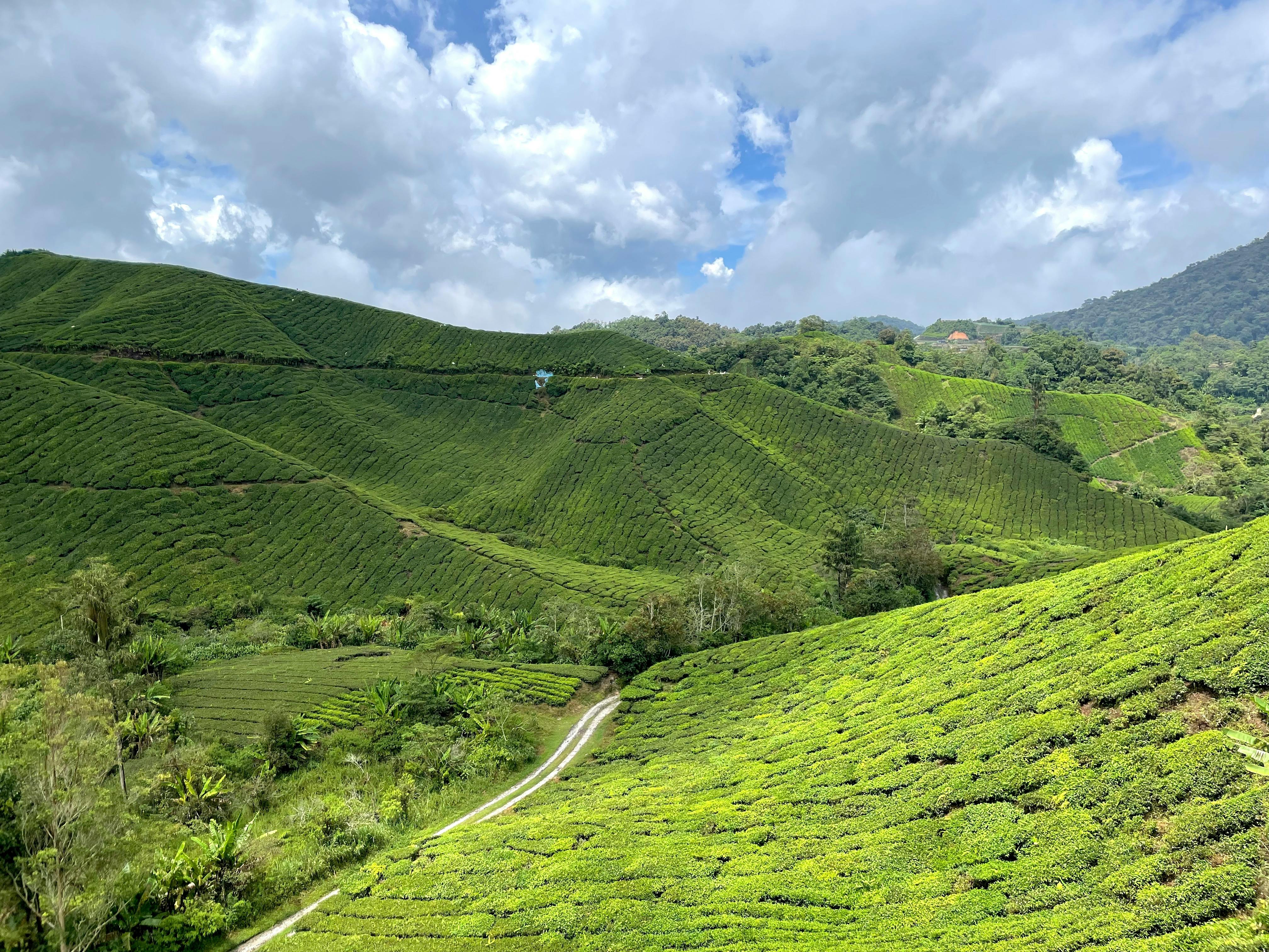 Cameron Highlands